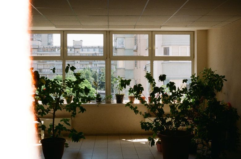 Какие растения выбрать для квартиры с панорамными окнами